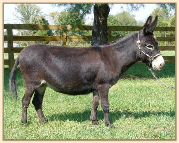 Windcrest Gidget