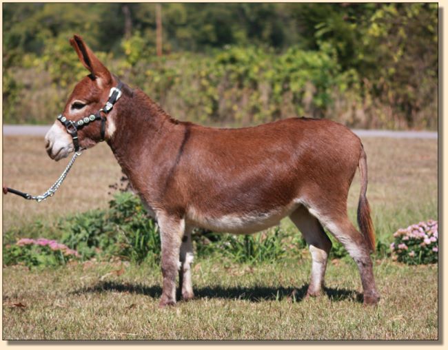 HHAA Hissy Fit, deep bright red future brood jennet at Half Ass Acres Miniature Donkeys