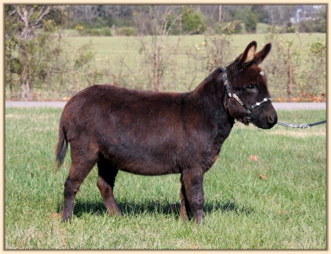 Itsy Bitsy Stardance, miniature donkey brood jennet at Half  Ass Acres