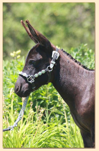 HHAA Paper Tyger, miniature donkey jennet
