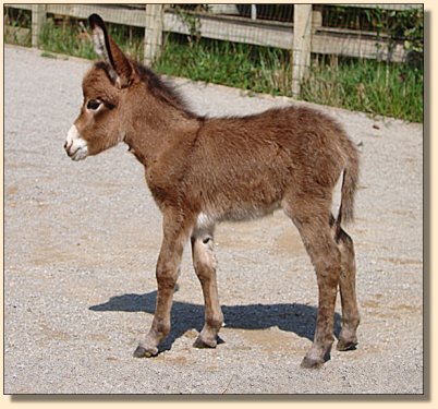 Apple of My Eye, aka Eve