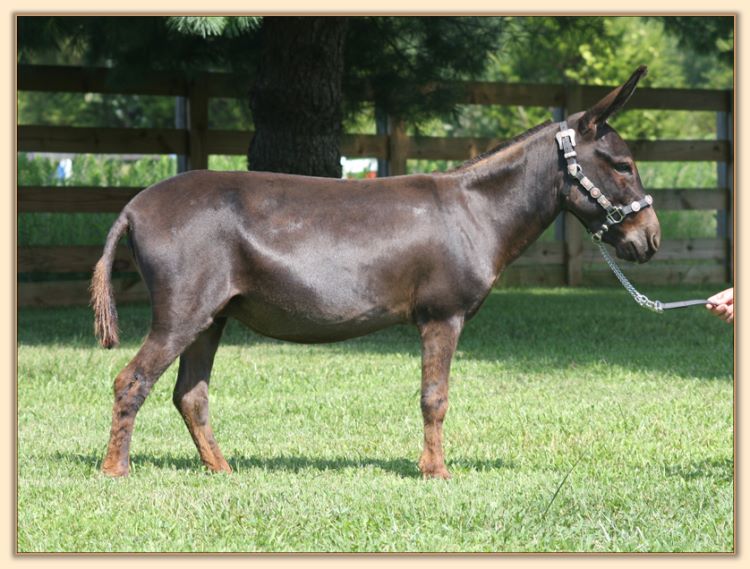 HHAA Third Times A Charm