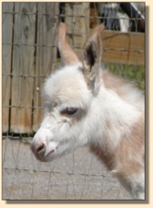 A La Mode, red & white spotted jack ~ click photo to enlarge image