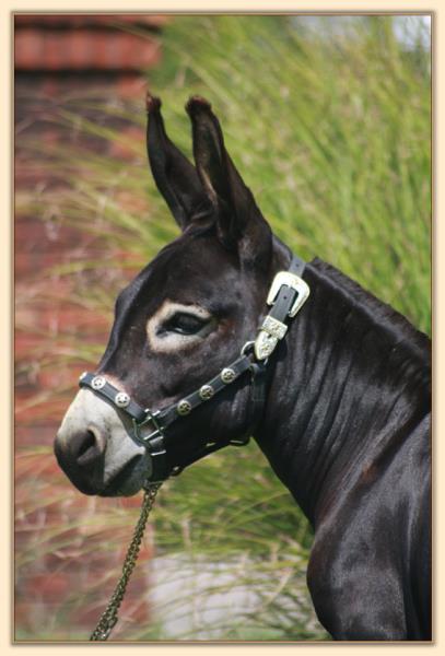 HHAA Black 'n' Blue, a.k.a. Bruise, herd sire at Half Ass Acres Miniature Donkeys