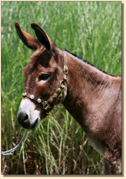 Brown Sugar, 34.5" mininature donkey jennet for sale at Half Ass Acres.