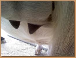 Shimmy's Teats on 9/10/10