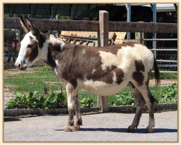 Windcrest Sunshine Girl