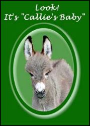 Made by Julia Vaughn exclusively for Half Ass Acres! ~ Photo by Dayle